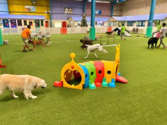 FRIENDLY PLACES YOU CAN FIND IN DUBAI FOR YOUR DOG