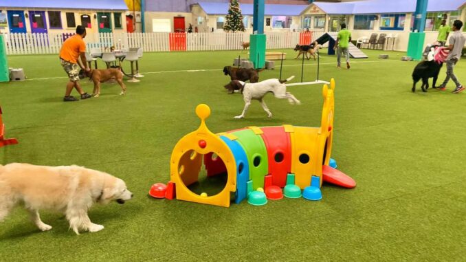 FRIENDLY PLACES YOU CAN FIND IN DUBAI FOR YOUR DOG FRIENDLY PLACES YOU CAN FIND IN DUBAI FOR YOUR DOG