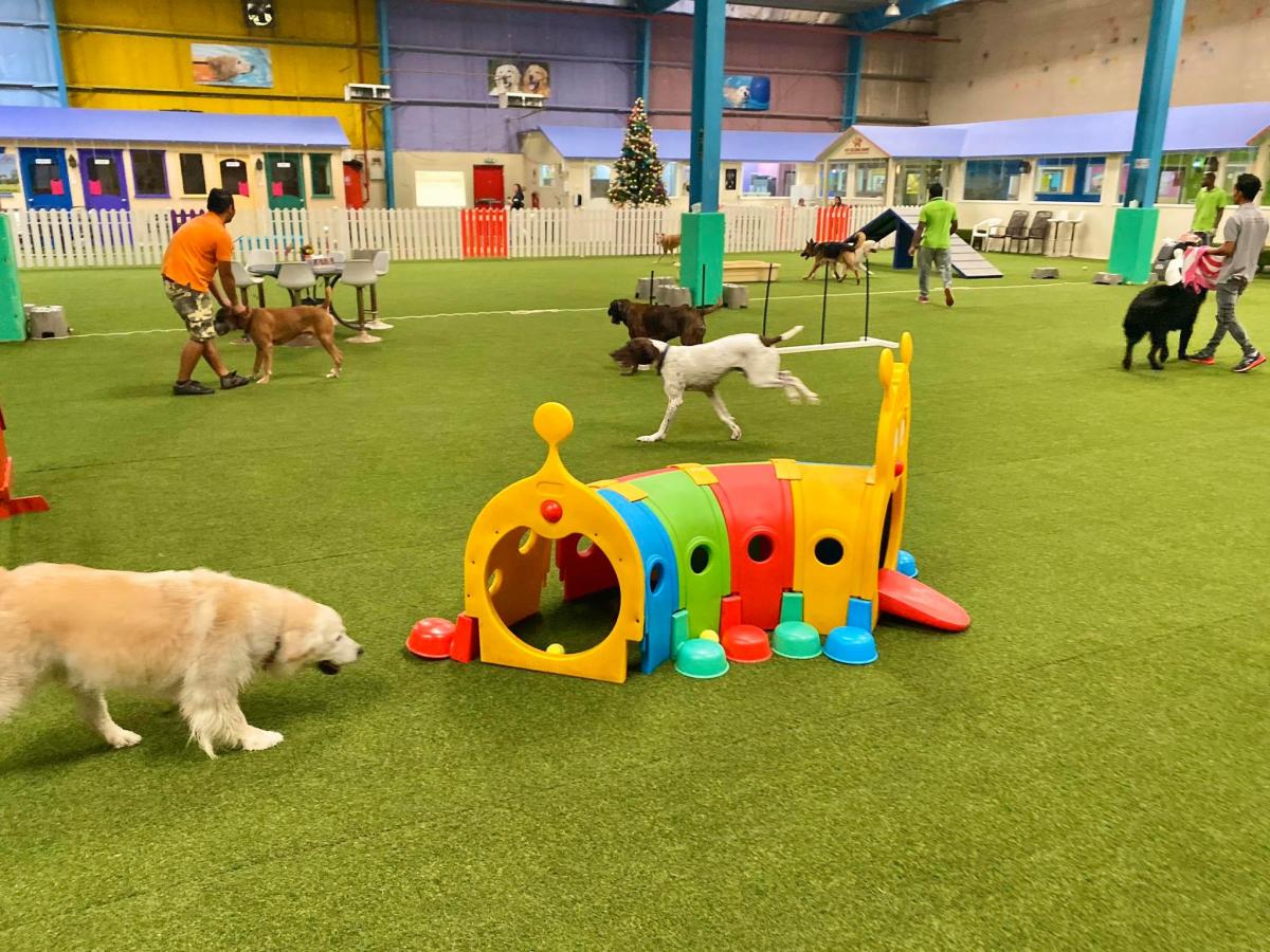 FRIENDLY PLACES YOU CAN FIND IN DUBAI FOR YOUR DOG